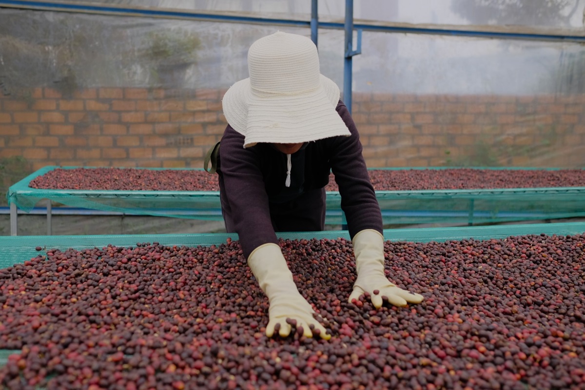 03 pracovnice přebírá kávové třešně